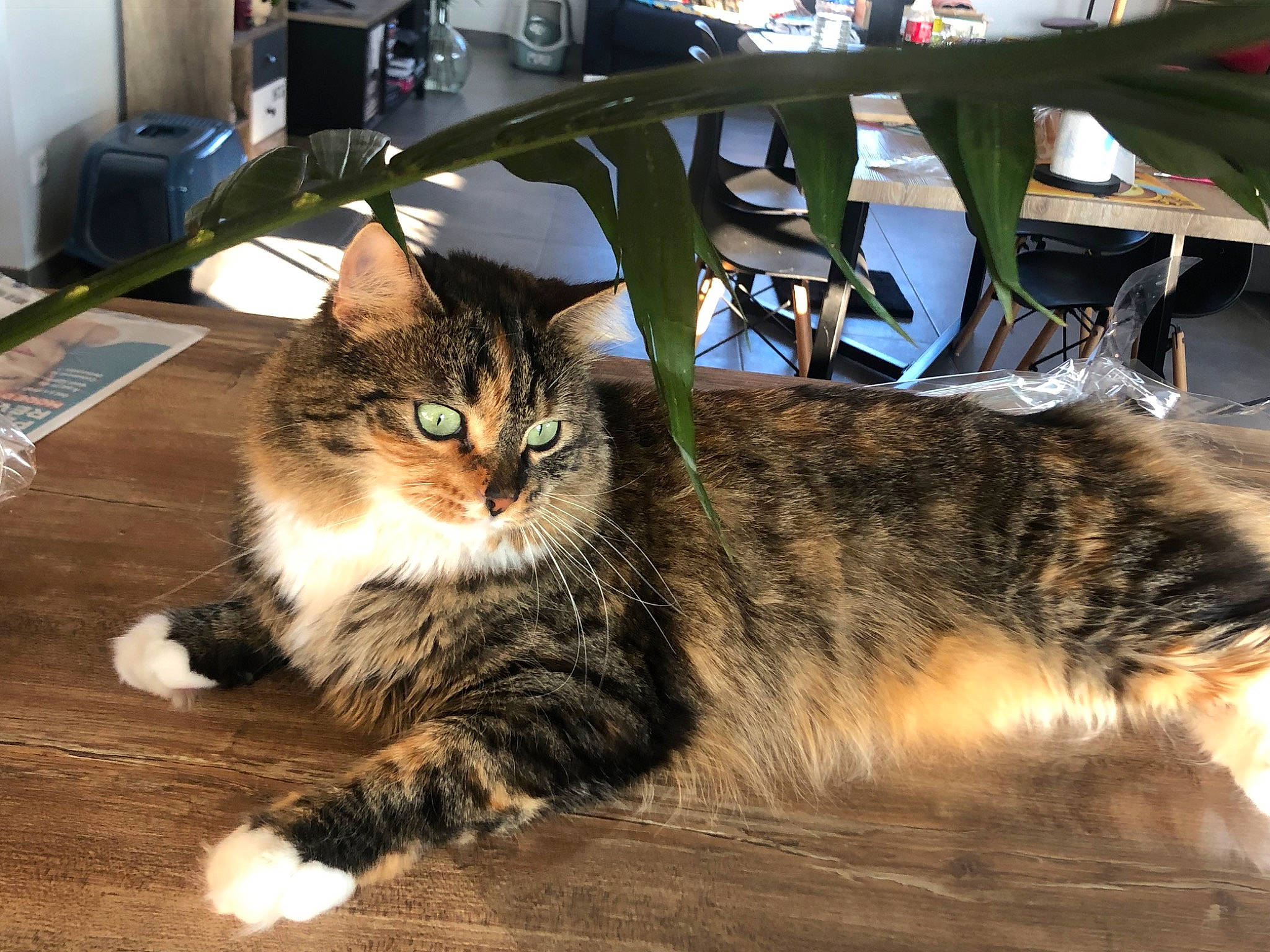 Nala a rejoint le concours — aidez-le/la à gagner de superbes lots ! carnivore, cat, chair, claw, domestic_short_haired_cat, felidae, flooring, fur, home_appliance, kitchen_appliance, mammal, paw, sitting, small_to_medium_sized_cats, snout, tail, terrestrial_animal, tree, vertebrate, whiskers