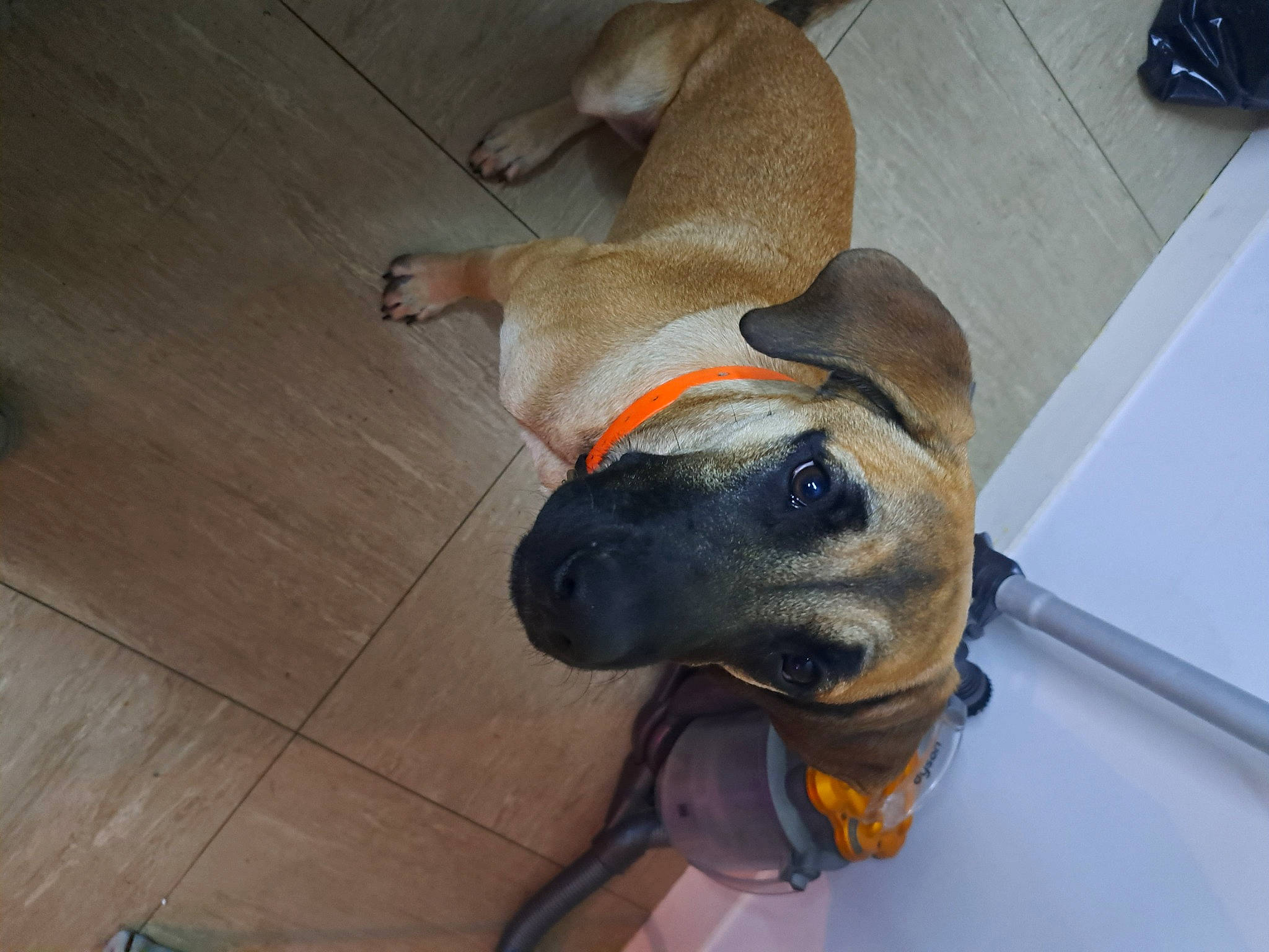 Aries participe au concours pour gagner de l'argent avec cette photo : canidae, carnivore, collar, companion_dog, dog, dog_breed, dog_collar, dog_supply, ear, fawn, flooring, guard_dog, hardwood, pet_supply, snout, sporting_group, whiskers, wood, wood_flooring, working_animal