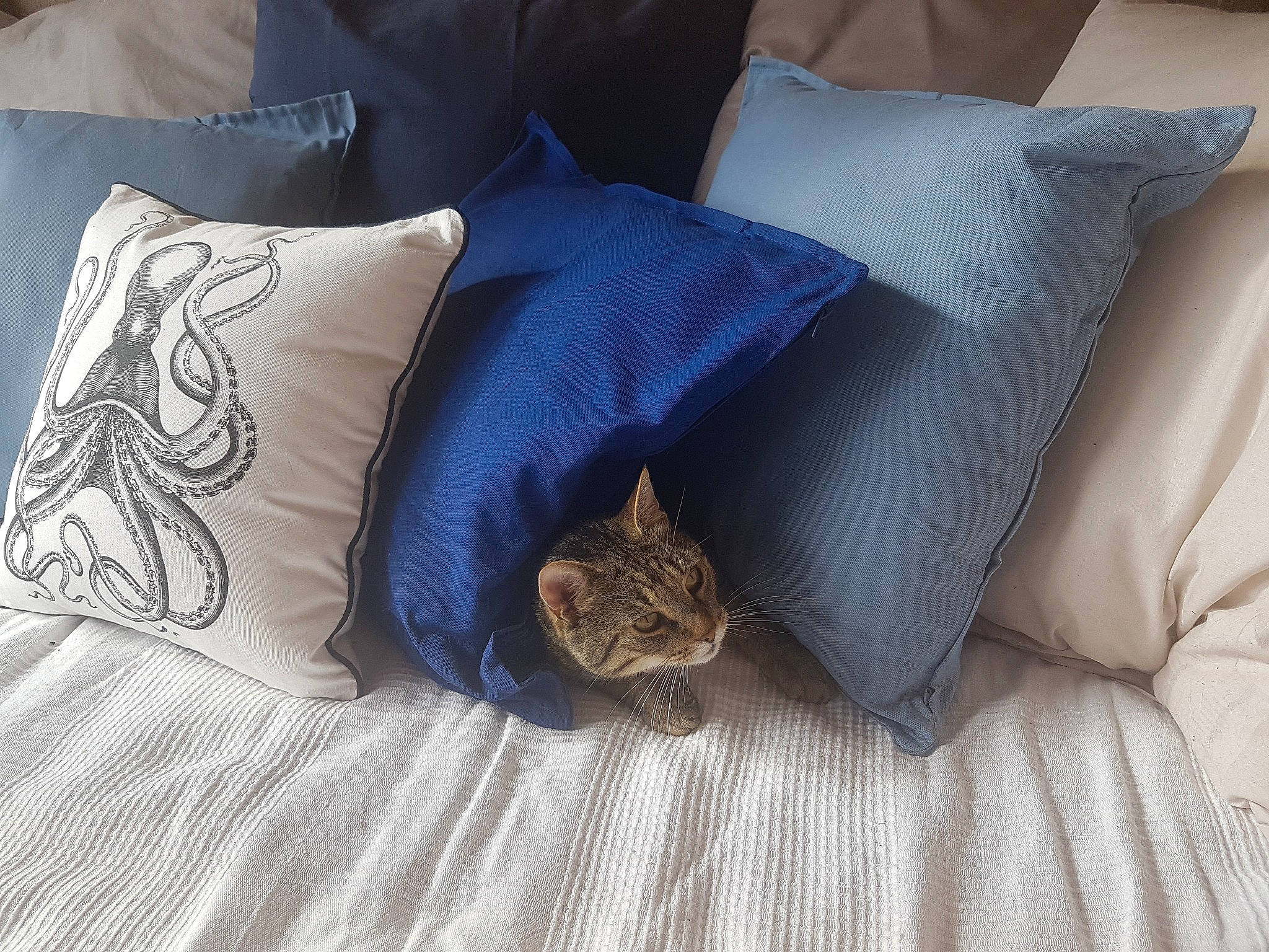 Martin participe au concours pour gagner de l'argent avec cette photo : bed, bed_sheet, bedding, cat, comfort, cushion, duvet, felidae, fur, furniture, kitten, linens, nap, pillow, room, small_to_medium_sized_cats, textile, throw_pillow, whiskers