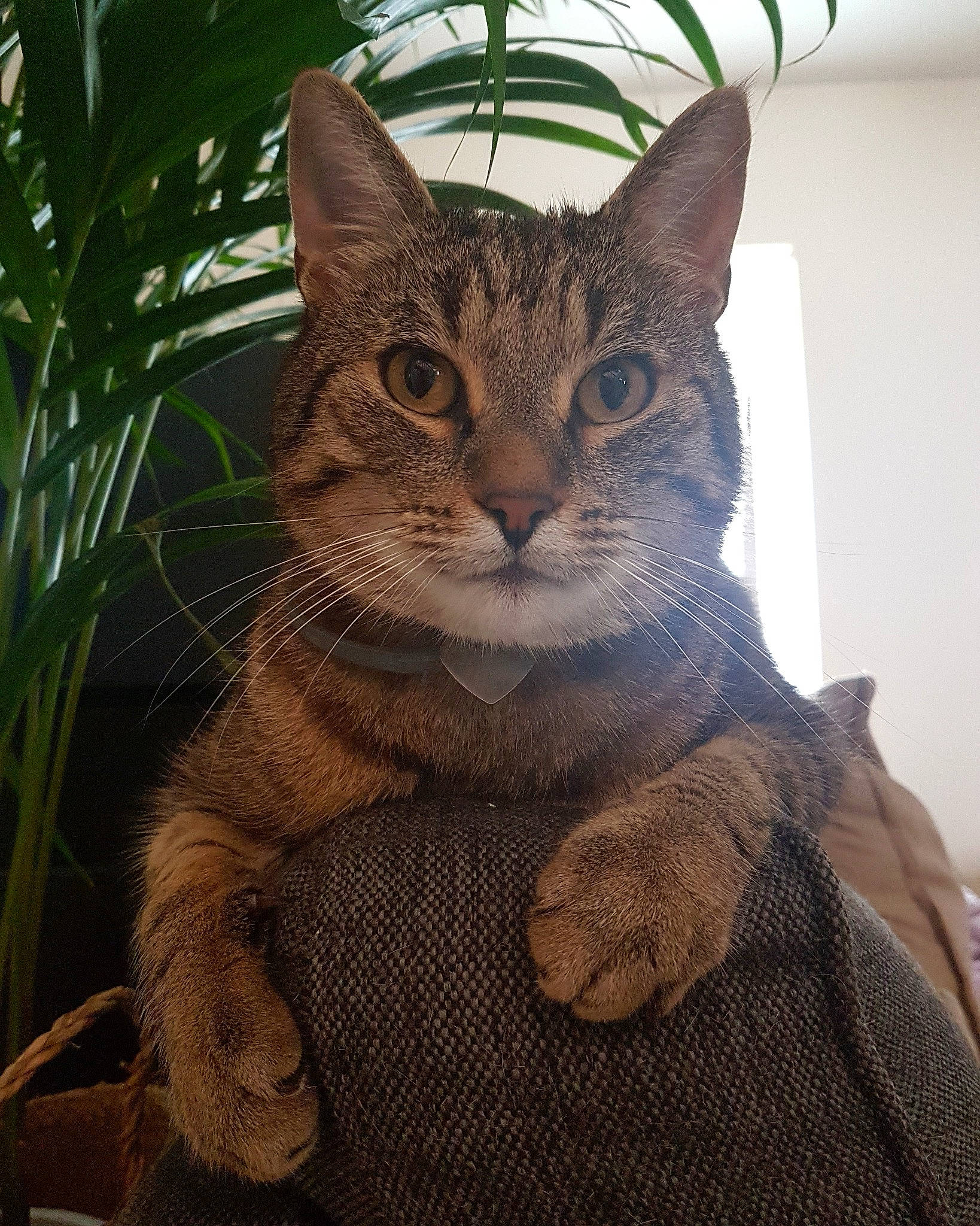 Martin participe au concours pour gagner de l'argent avec cette photo : american_shorthair, asian, carnivore, cat, chausie, domestic_short_haired_cat, egyptian_mau, european_shorthair, eye, felidae, fur, kitten, mammal, ocicat, pixie_bob, small_to_medium_sized_cats, tabby_cat, tree, whiskers, wild_cat