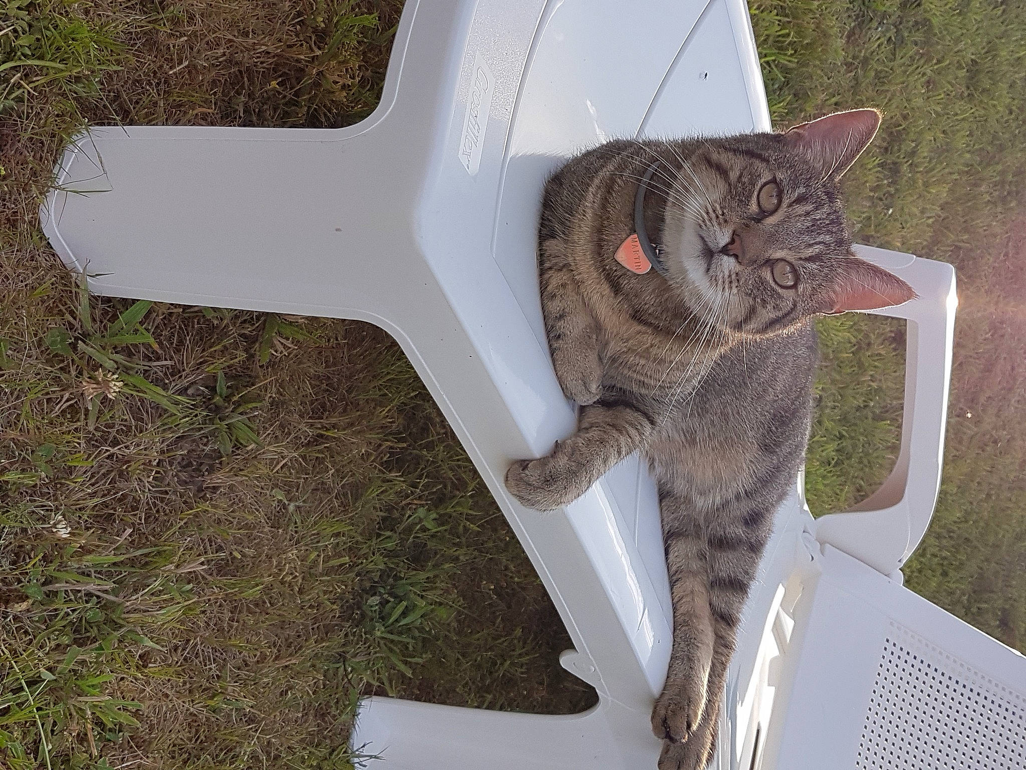 Martin participe au concours pour gagner de l'argent avec cette photo : british_shorthair, carnivore, cat, domestic_short_haired_cat, european_shorthair, fawn, felidae, grass, ocicat, pixie_bob, polydactyl_cat, small_to_medium_sized_cats, tabby_cat, tail, tree, whiskers