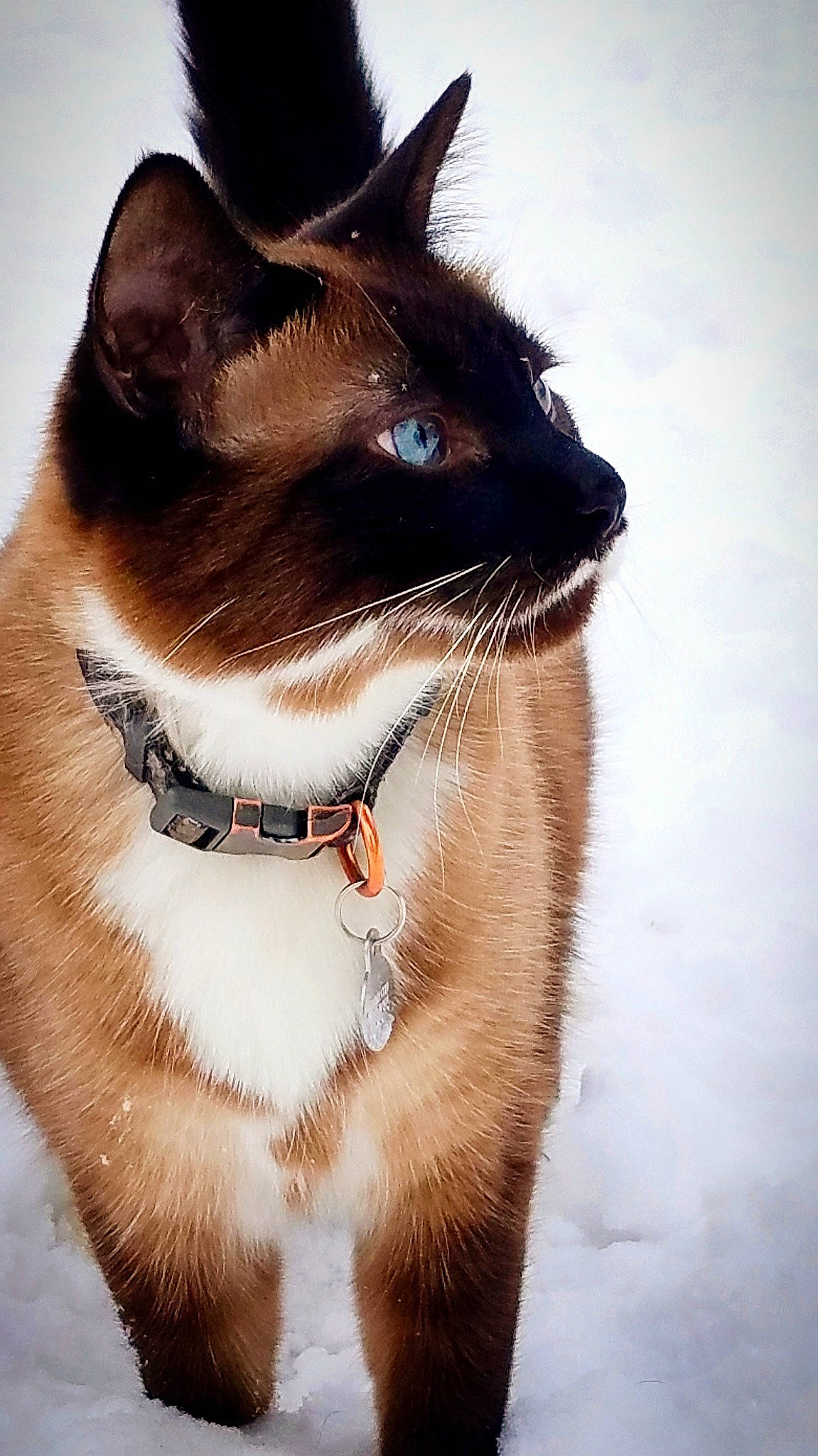 Jasper is registered to the contest to win money with this photo: carnivore, cat, collar, dog_collar, eye, eyewear, fawn, felidae, hair, head, human_body, iris, pet_supply, plant, small_to_medium_sized_cats, sunglasses, thai, vision_care, whiskers, window