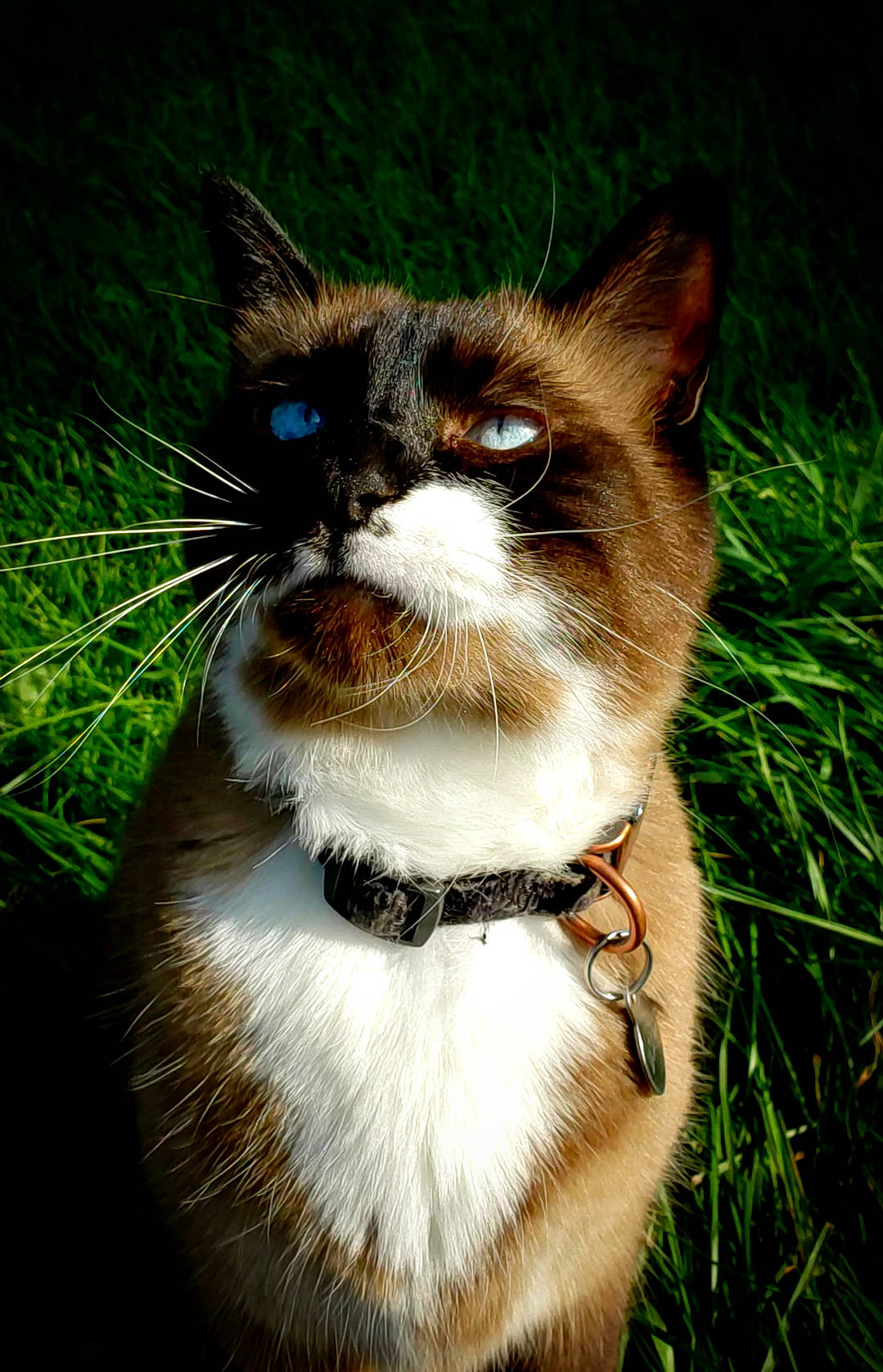 Jasper joined the competition — help win amazing prizes! carnivore, cat, close_up, collar, domestic_short_haired_cat, electric_blue, eye, fawn, felidae, fur, grass, head, iris, plant, small_to_medium_sized_cats, snout, tail, tree, whiskers, wildlife