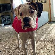 Angel joined the competition — help win amazing prizes! animal, brown_patch, canine, carpet, cozy, curious, curtains, dog, door, floor_lamp, furniture, indoor, living_room, pet, red_jacket, standing, sunlight, television, white_dog, window