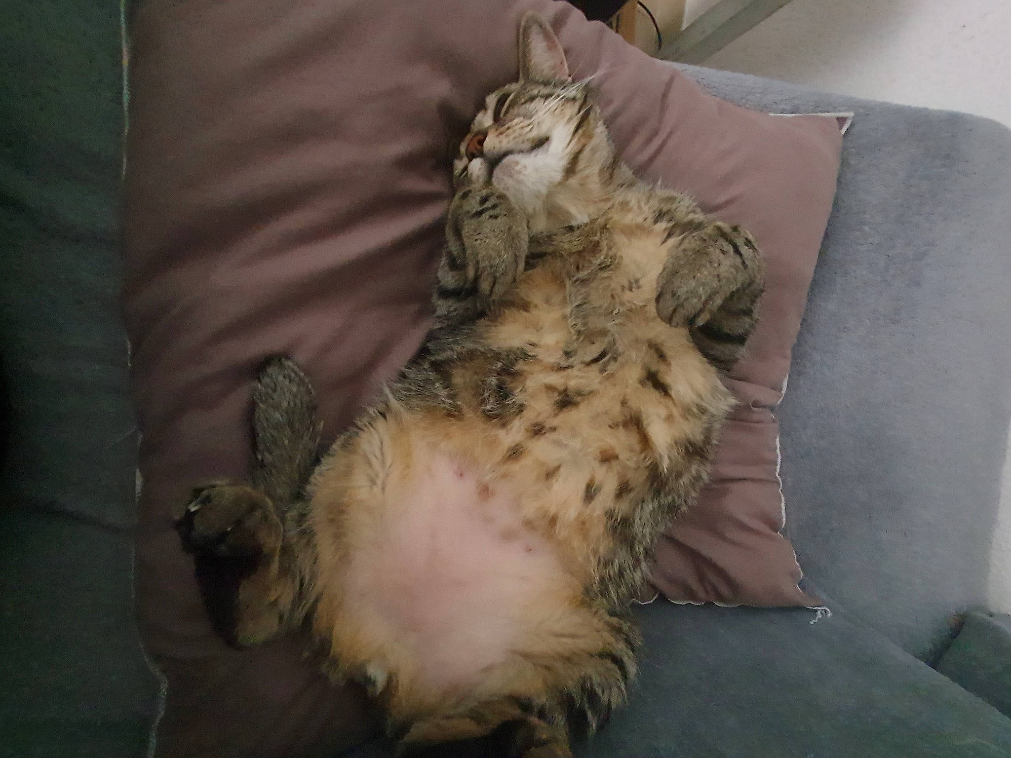 Doowy participe au concours pour gagner de l'argent avec cette photo : carnivore, cat, domestic_long_haired_cat, dragon_li, egyptian_mau, european_shorthair, felidae, fur, kitten, laperm, maine_coon, norwegian_forest_cat, pixie_bob, small_to_medium_sized_cats, tabby_cat, whiskers