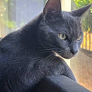 Oreo joined the competition — help win amazing prizes! cat, charcoal_cat, feline, pet, animal, indoors, window, sunlight, greenery, portrait, close_up, side_profile, green_eyes, whiskers, ears, fur, lounging, sitting, home, natural_light