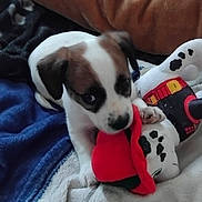 Saphir participe au concours pour gagner de l'argent avec cette photo : puppy, dog, toy, plush_toy, blanket, brown, white, cute, pet, animal, indoor, playful, chewing, lying_down, fur, snout, ears, paw, cozy, resting