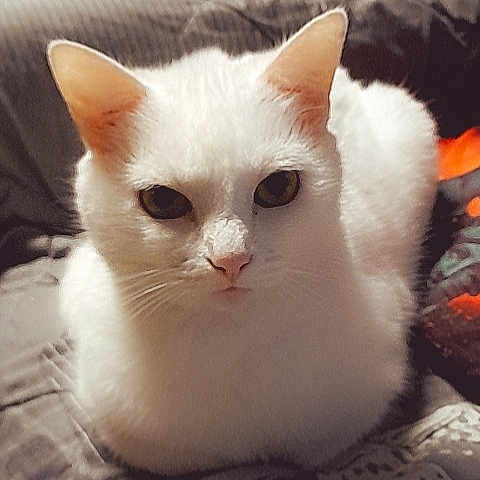 Maya