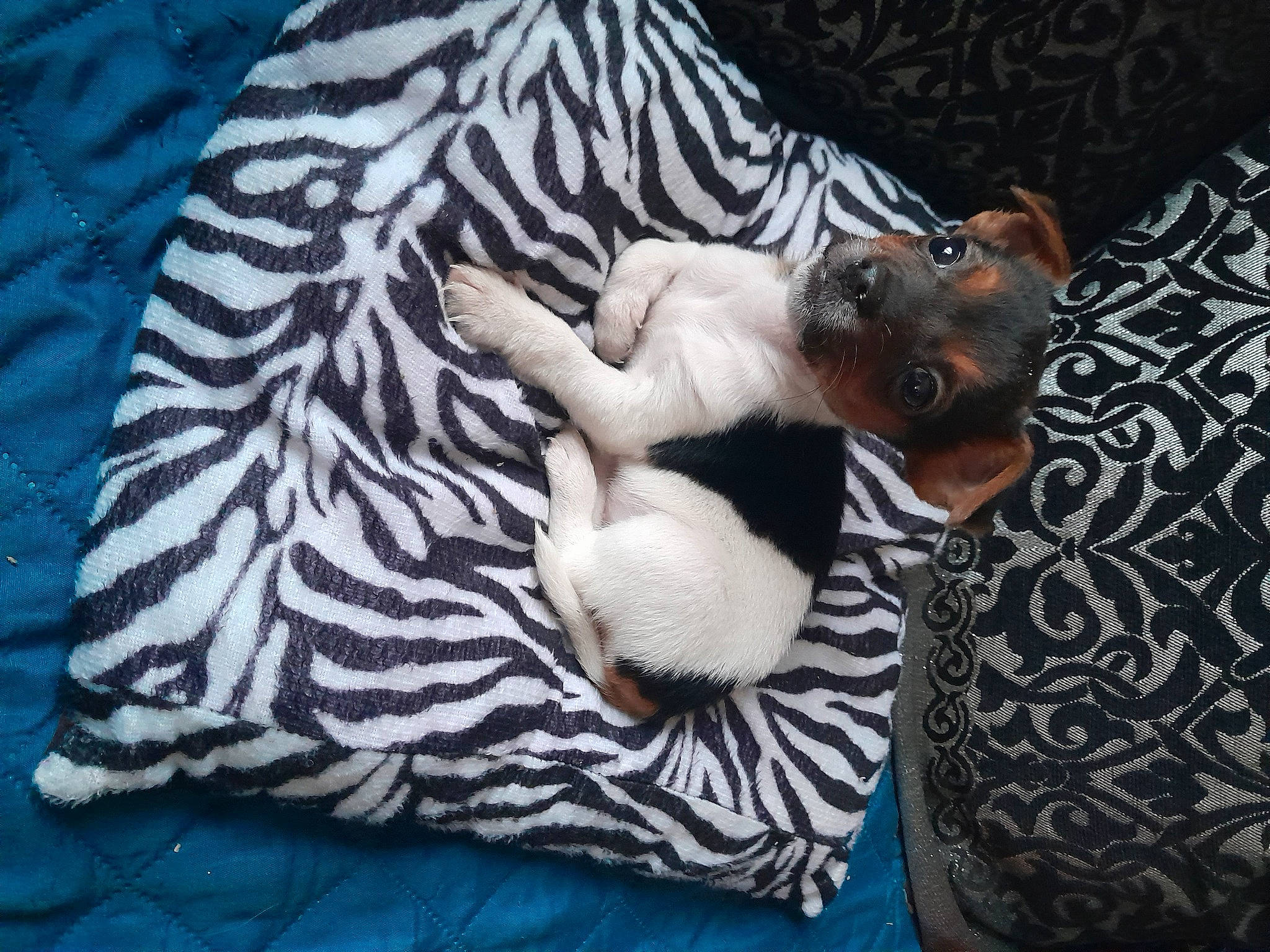 Ruby a rejoint le concours — aidez-le/la à gagner de superbes lots ! canidae, carnivore, comfort, companion_dog, dog, dog_breed, fawn, felidae, fur, grey, linens, nap, pattern, paw, sitting, small_to_medium_sized_cats, sporting_group, tail, toy_dog, whiskers