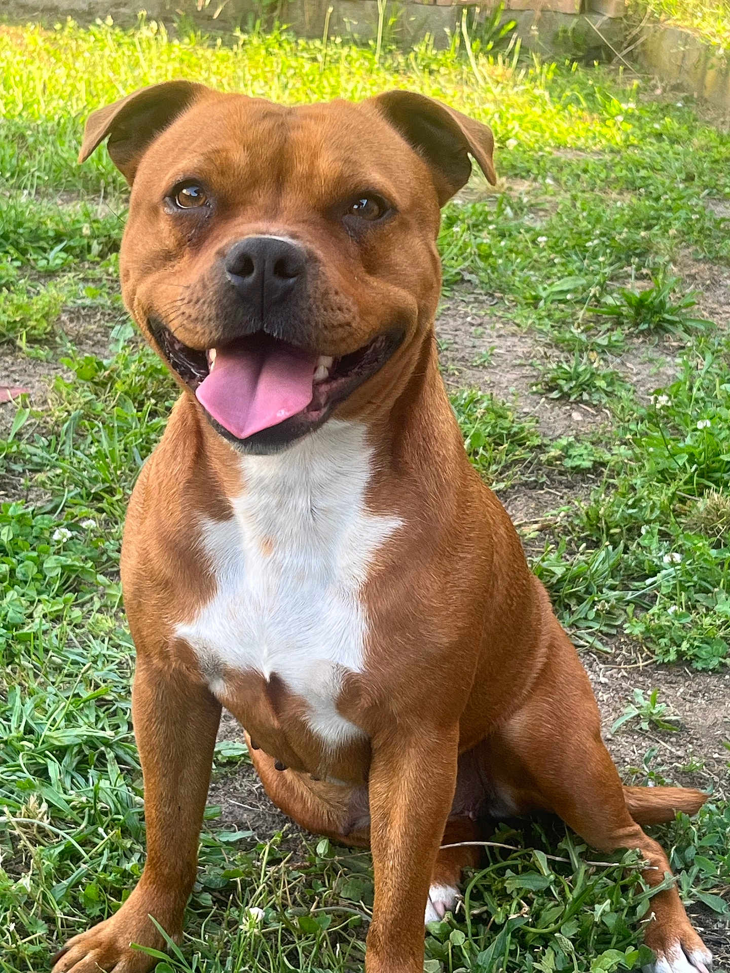Taïga