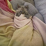 Asta is registered to the contest to win money with this photo: kitten, cat, blanket, cozy, soft, pastel_colors, paws, fur, cute, pet, indoor, resting, warm, snuggled, texture, small, animal, comfort, relaxed, home