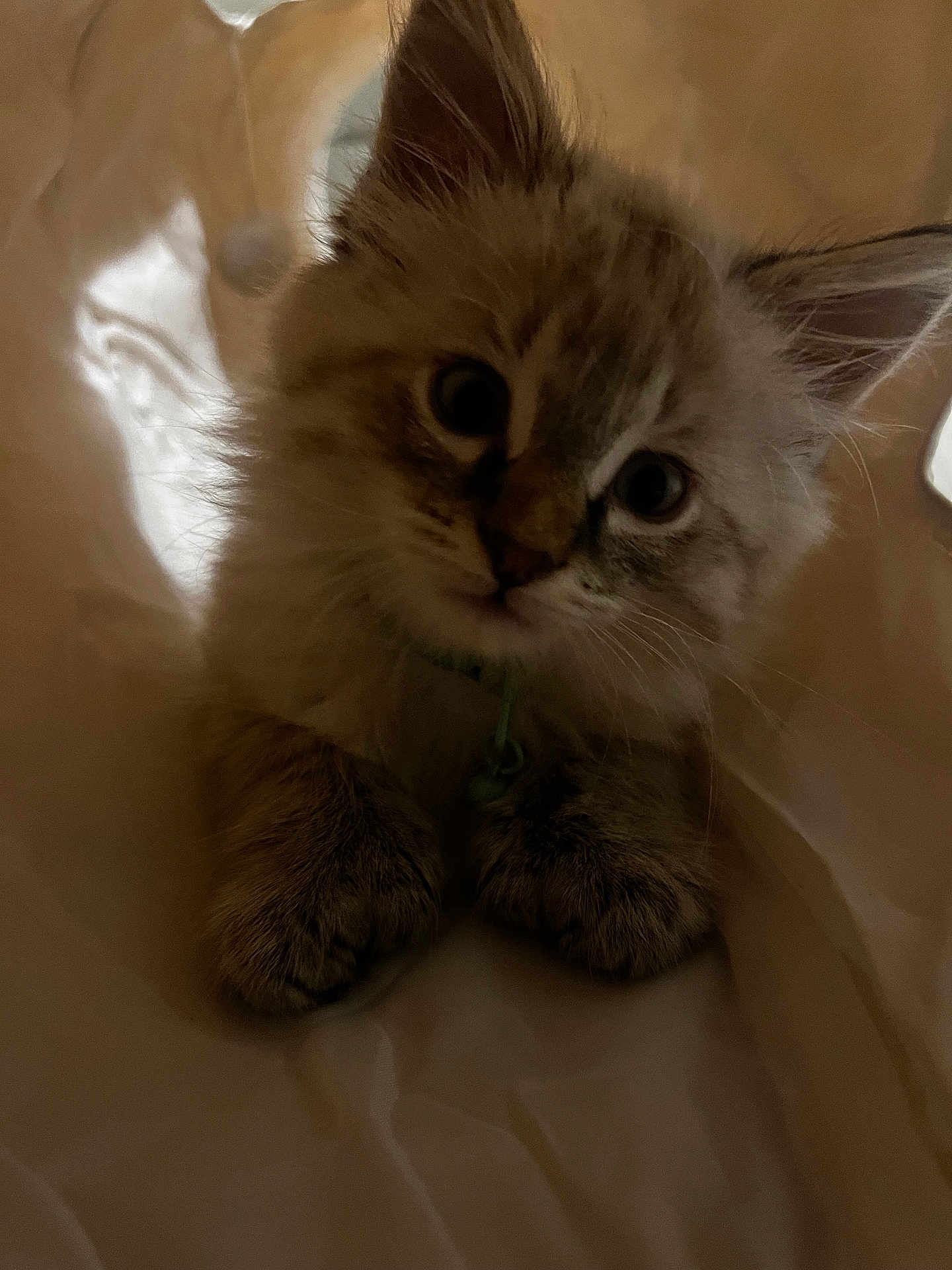 Asta is registered to the contest to win money with this photo: kitten, cat, pet, animal, furry, paws, ears, whiskers, curious, cute, indoor, closeup, portrait, young, feline, soft, playful, collar, light, shadow