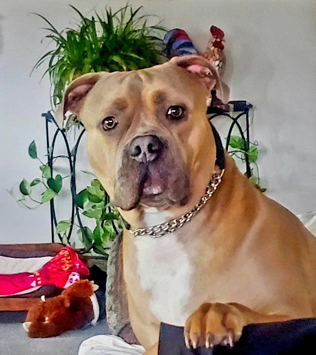 Ella Beans joined the competition — help win amazing prizes! art, carnivore, collar, companion_dog, dog, dog_breed, dog_collar, fawn, fruit, liver, natural_foods, paint, painting, plant, sporting_group, tableware, terrestrial_animal, whiskers, working_animal, wrinkle