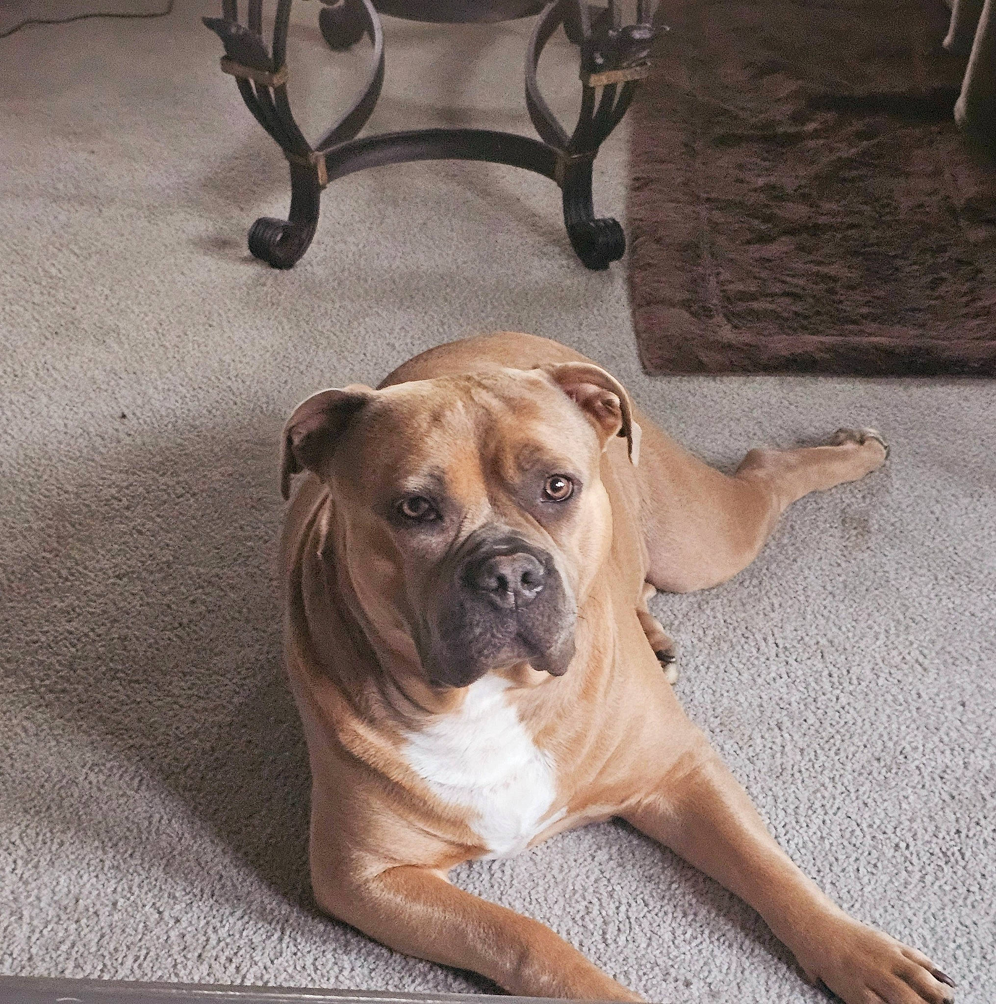 Ella Beans is registered to the contest to win money with this photo: bored, canidae, carnivore, comfort, companion_dog, dog, dog_breed, fawn, floor, flooring, hardwood, paw, pet_supply, snout, sporting_group, terrestrial_animal, wood, working_animal, working_dog, wrinkle