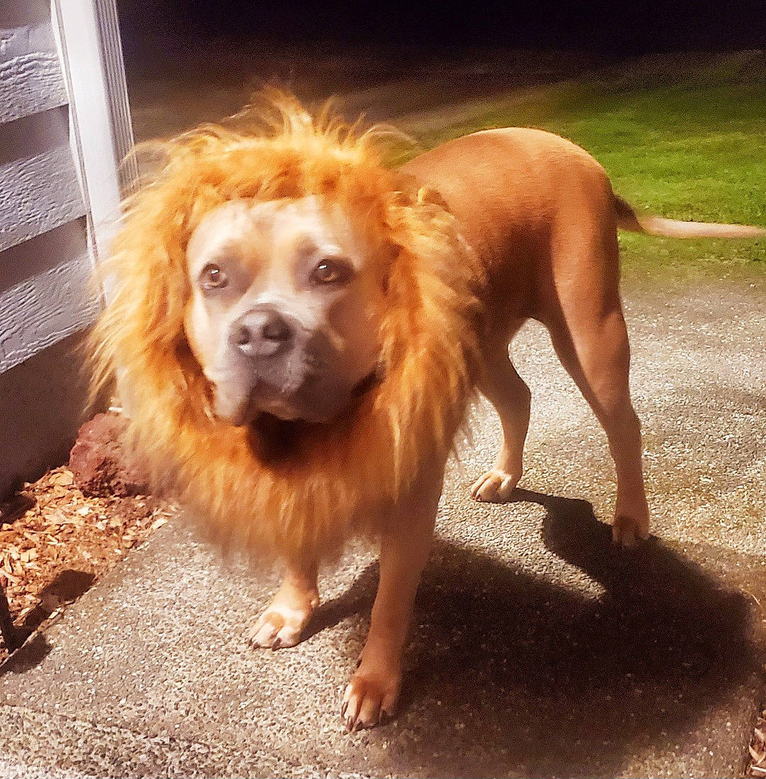 Ella Beans is registered to the contest to win money with this photo: canidae, carnivore, companion_dog, dog, dog_breed, fawn, flooring, fur, gun_dog, liver, paw, retriever, spaniel, sporting_group, toy_dog, whiskers, wood