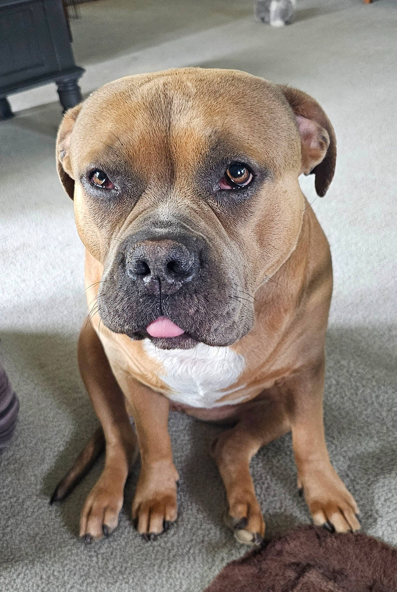 Ella Beans joined the competition — help win amazing prizes! ancient_dog_breeds, canidae, carnivore, companion_dog, dog, dog_breed, eye, fawn, molosser, non_sporting_group, old_english_bulldog, shar_pei, snout, sporting_group, terrestrial_animal, whiskers, working_animal, working_dog, wrinkle