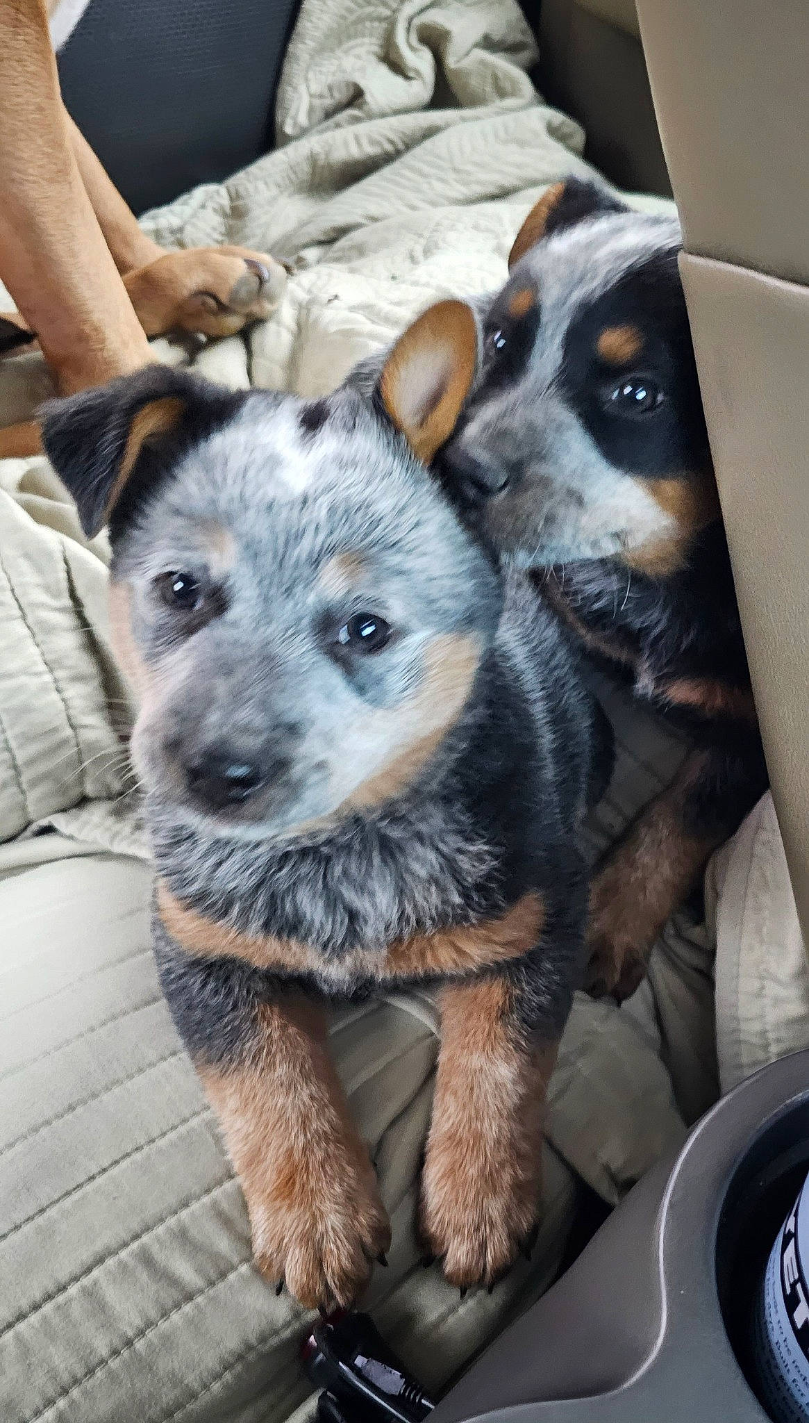 Cylee is registered to the contest to win money with this photo: australian_cattle_dog, canidae, carnivore, comfort, companion_dog, dog, dog_breed, fur, herding_dog, koolie, paw, puppy, snout, sporting_group, terrestrial_animal, texas_heeler, whiskers, working_animal, working_dog