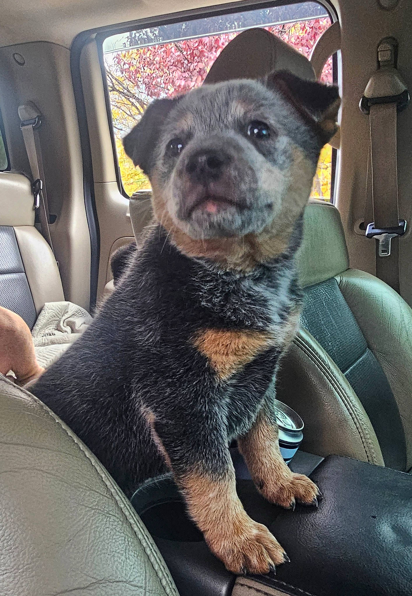 Cylee is registered to the contest to win money with this photo: auto_part, canidae, car_seat, carnivore, collar, comfort, companion_dog, dog, dog_breed, family_car, fawn, fur, guard_dog, snout, sporting_group, toy_dog, vehicle_door, whiskers, windshield, working_animal