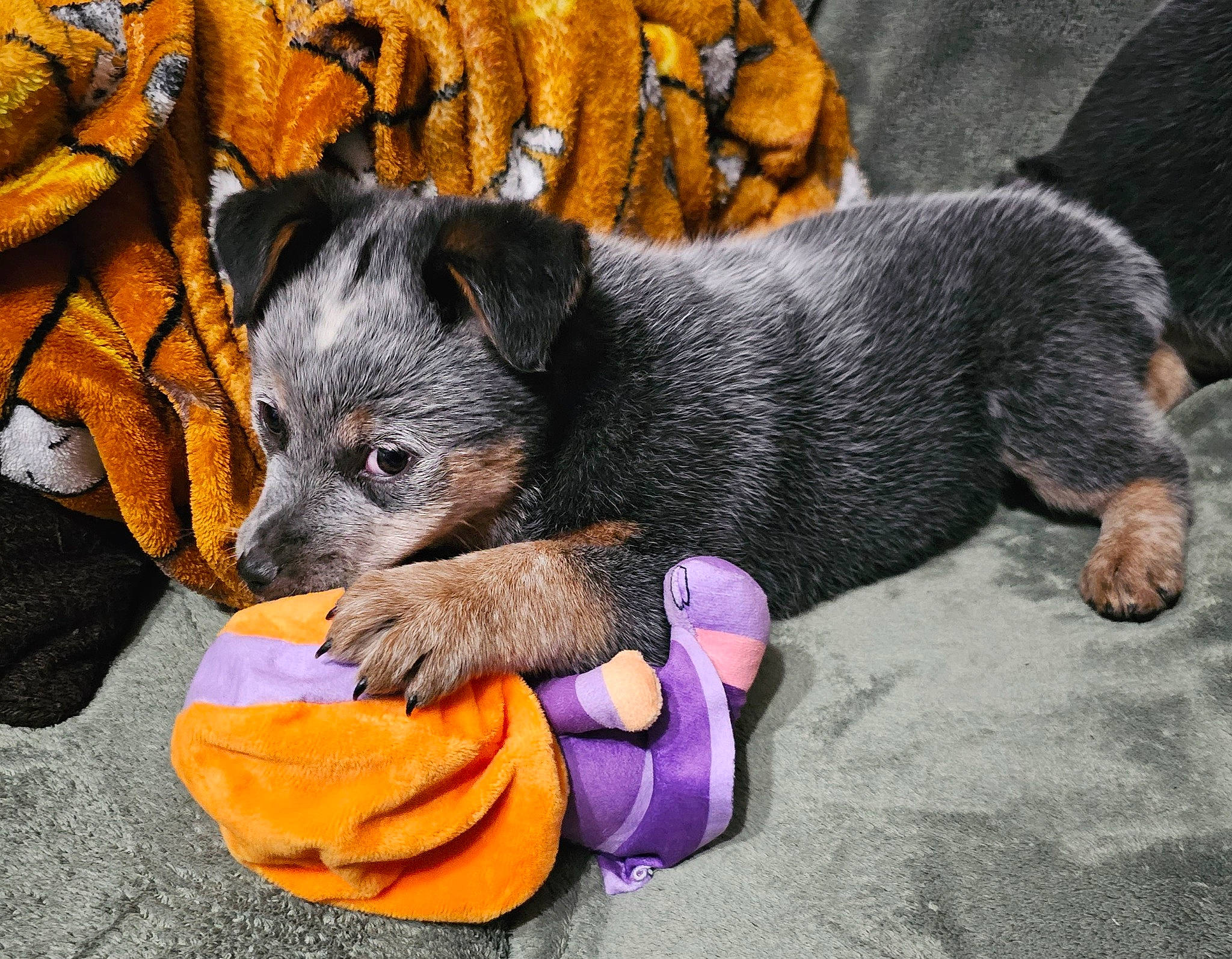 Cylee is registered to the contest to win money with this photo: canidae, carnivore, companion_dog, dog, dog_breed, fur, paw, sporting_group, toy_dog, working_dog