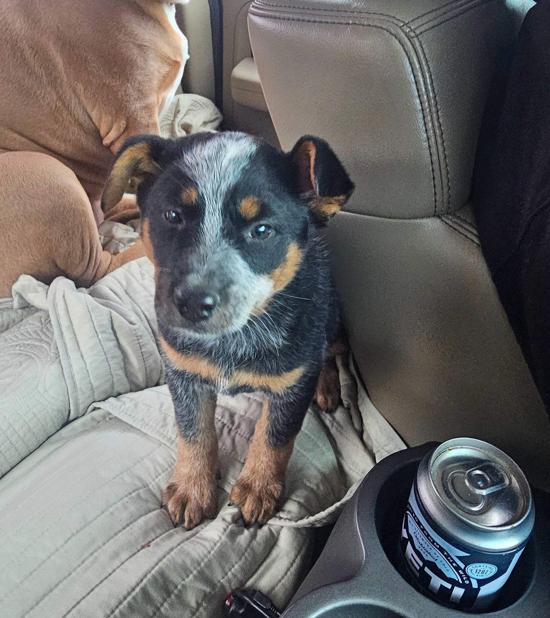 Rylee is registered to the contest to win money with this photo: armrest, auto_part, carnivore, chair, comfort, companion_dog, couch, dog, dog_breed, fur, guard_dog, head_restraint, luxury_vehicle, personal_luxury_car, sitting, steering_wheel, texas_heeler, toy_dog, whiskers, working_dog