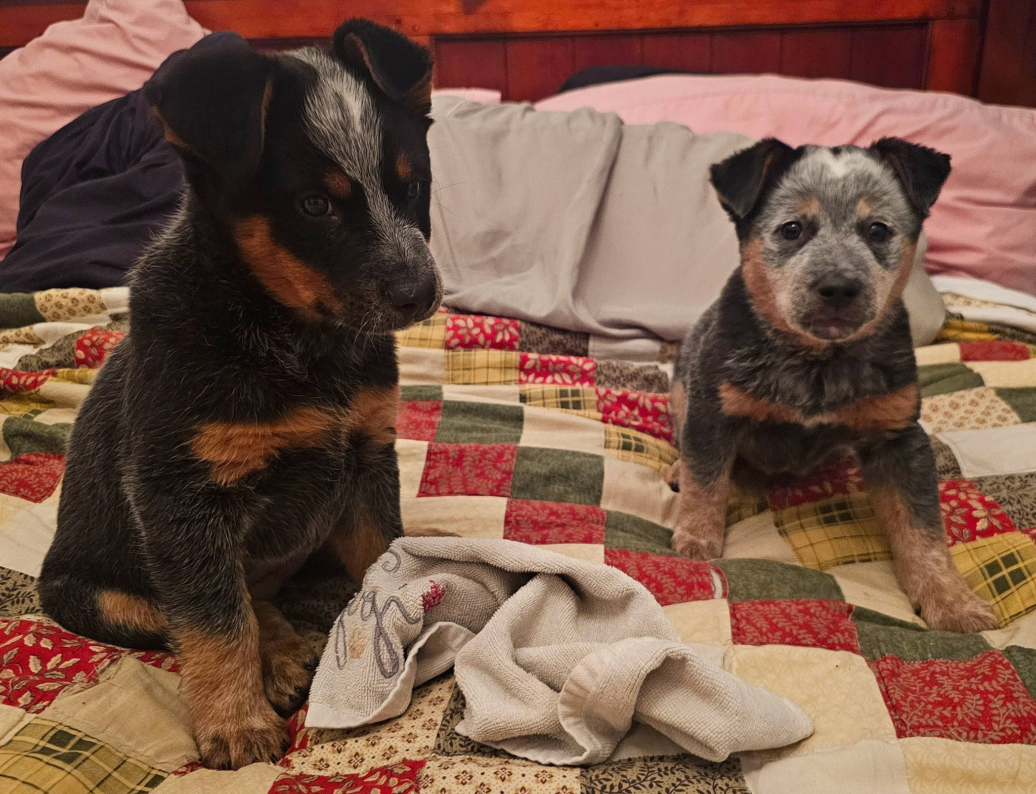 Rylee joined the competition — help win amazing prizes! canidae, carnivore, comfort, companion_dog, dog, dog_breed, dog_supply, fawn, fur, guard_dog, paw, pet_supply, sharing, snout, sporting_group, terrestrial_animal, toy_dog, working_animal, working_dog, working_terrier