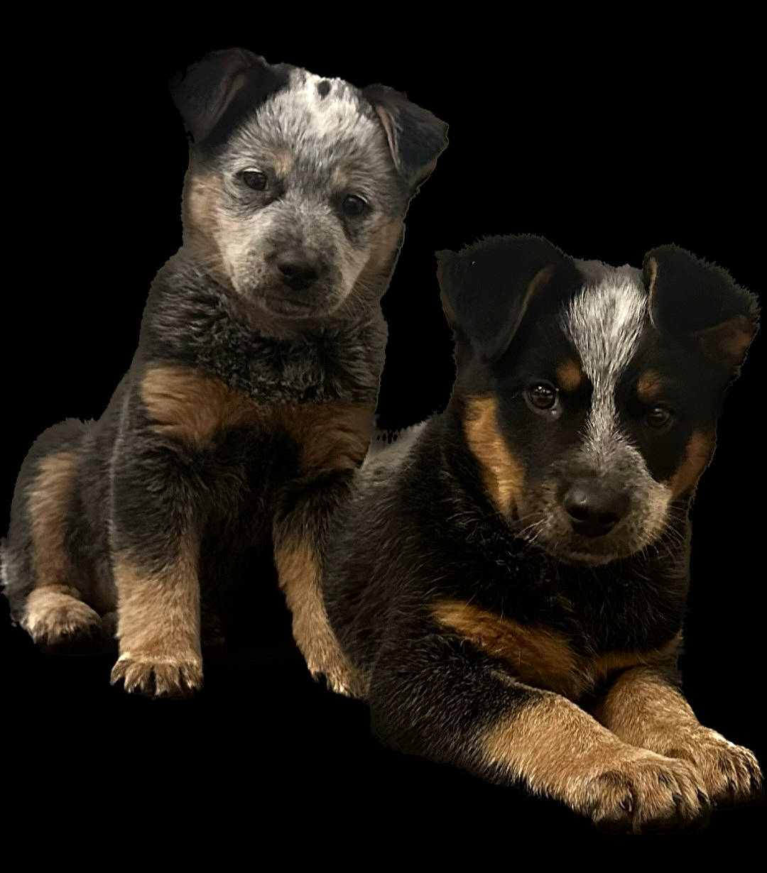 Rylee is registered to the contest to win money with this photo: ancient_dog_breeds, canidae, carnivore, companion_dog, darkness, dog, dog_breed, fawn, fur, puppy, snout, sporting_group, still_life_photography, tail, terrestrial_animal, toy_dog, whiskers, working_animal