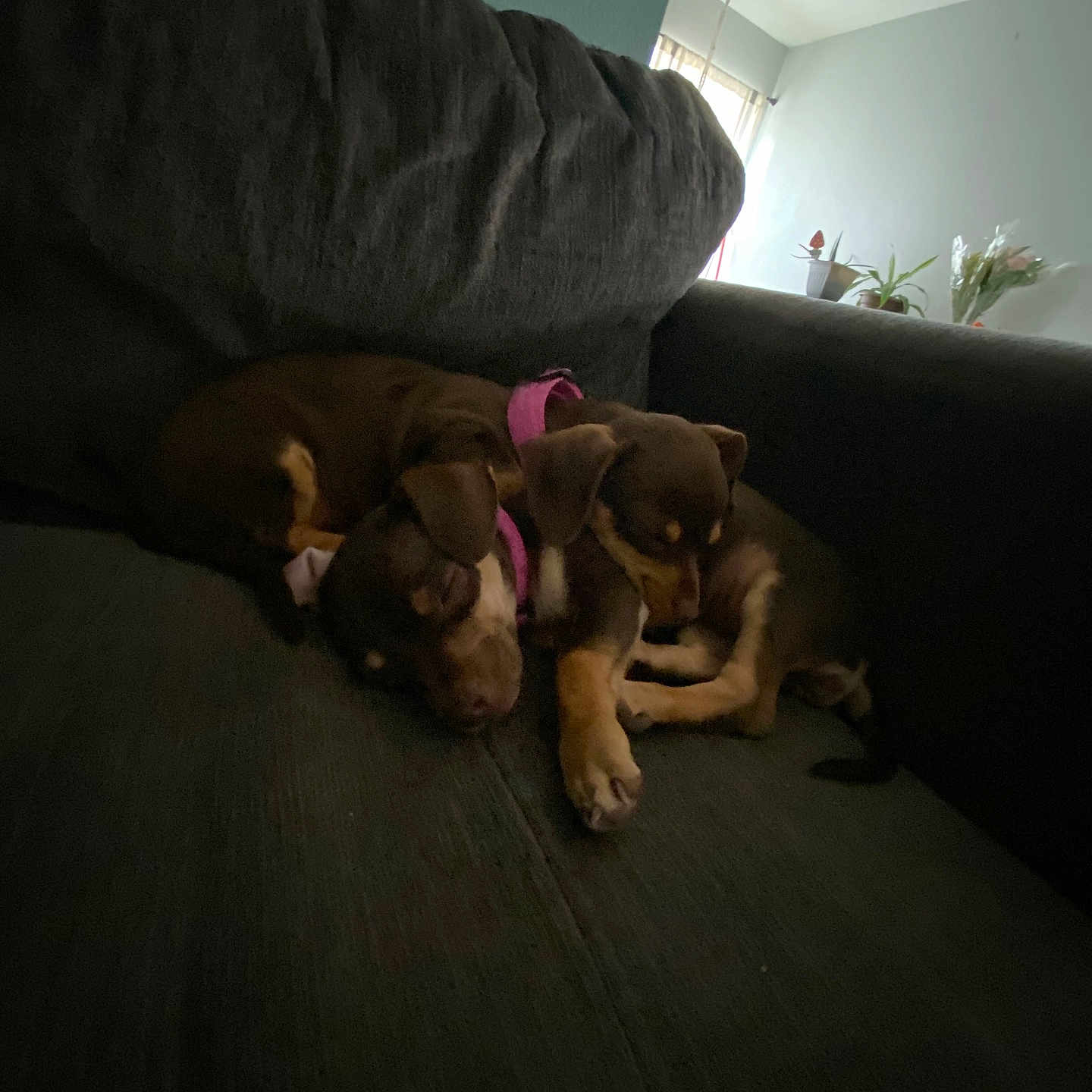 Chili Cheese joined the competition — help win amazing prizes! animal, brown, collar, companions, couch, cozy, cute, dog, domestic, furniture, indoor, living_room, pet, puppies, relaxing, resting, sleeping, snuggle, two, young