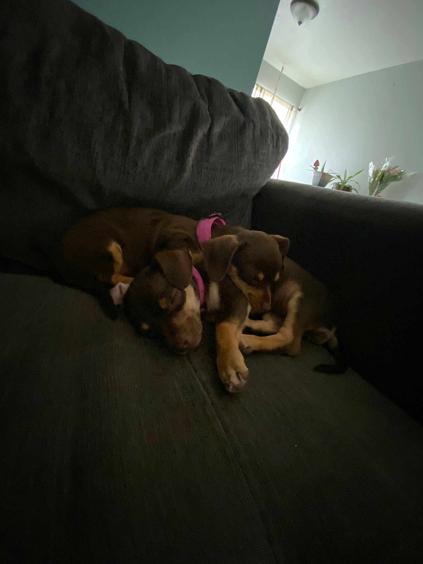 Chili Cheese joined the competition — help win amazing prizes! animal, brown, collar, companions, couch, cozy, cute, dog, domestic, furniture, indoor, living_room, pet, puppies, relaxing, resting, sleeping, snuggle, two, young