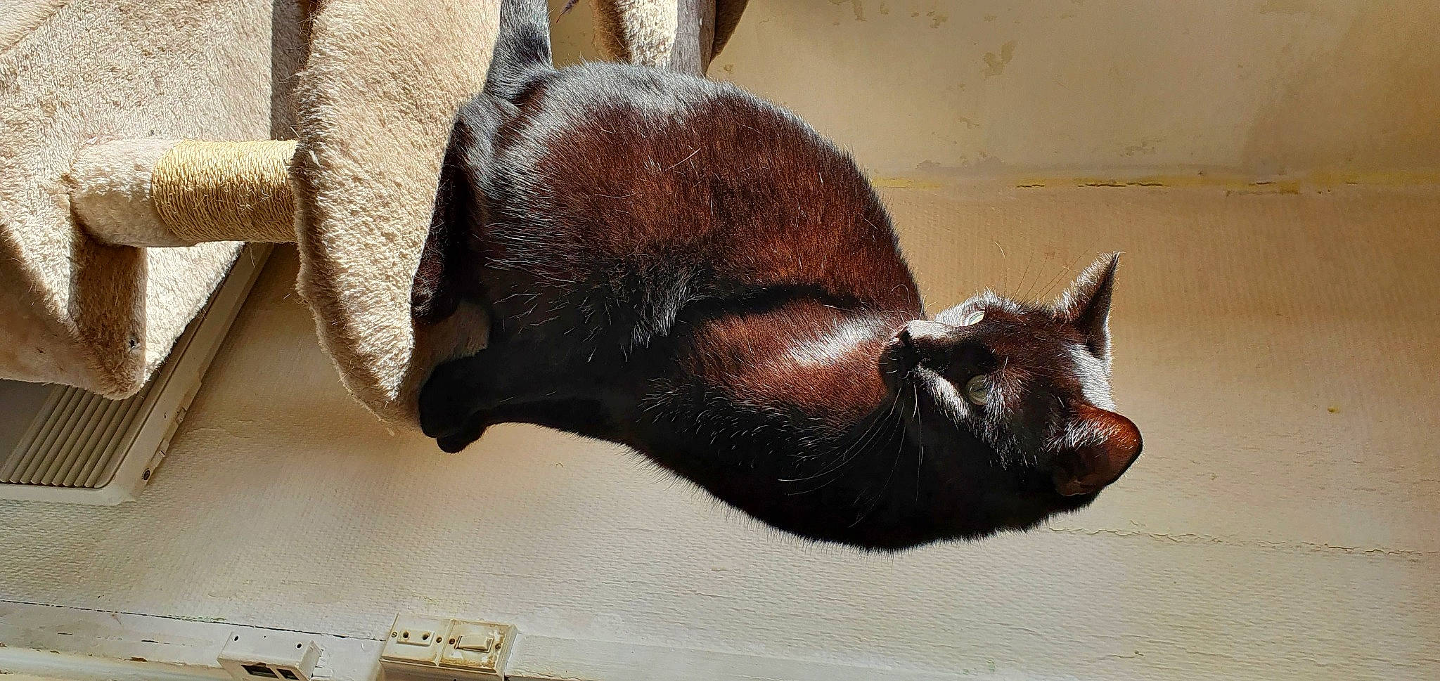 Diablo a rejoint le concours — aidez-le/la à gagner de superbes lots ! art, bat, big_brown_bat, carnivore, claw, fawn, fur, liver, livestock, metal, snout, tail, terrestrial_animal, whiskers, wildlife, wood, working_animal