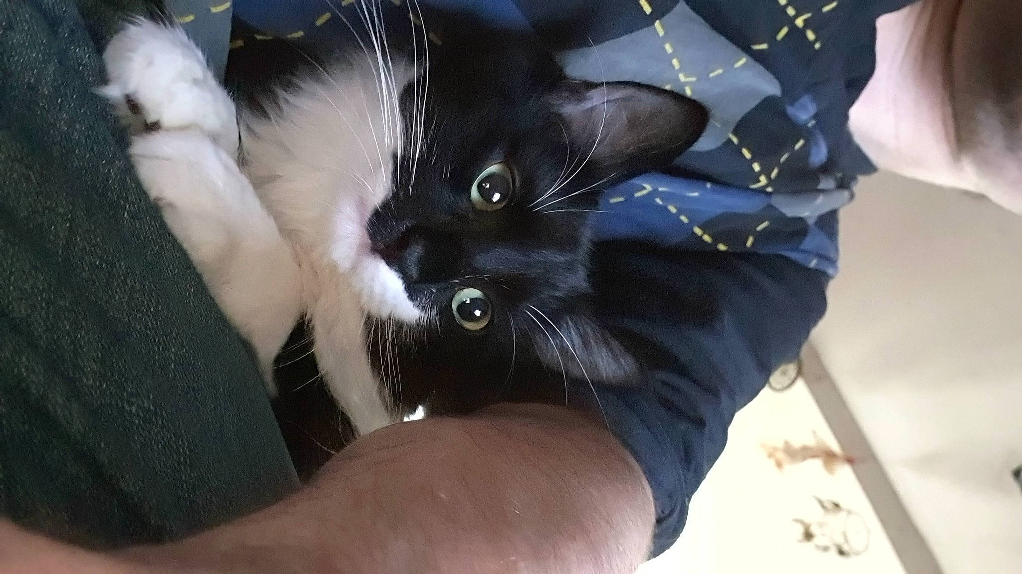 Tokyo participe au concours pour gagner de l'argent avec cette photo : black_cat, bombay, carnivore, cat, claw, comfort, domestic_short_haired_cat, electric_blue, felidae, finger, fur, gesture, hand, human_leg, nail, paw, small_to_medium_sized_cats, snout, tail, whiskers