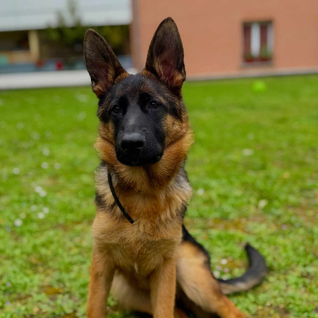 Nala a rejoint le concours — aidez-le/la à gagner de superbes lots ! animal, canine, dog, germanshepherd, grass, lawn, pet, plant, policedog, puppy