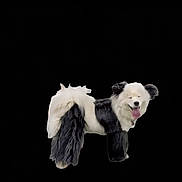 Bula joined the competition — help win amazing prizes! dog, animal, pet, fur, black_and_white, happy, tongue_out, fluffy, standing, isolated, studio, smiling, canine, domestic_animal, cute, mammal, portrait, friendly, companion, background