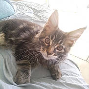 Angel a rejoint le concours — aidez-le/la à gagner de superbes lots ! cat, kitten, tabby, pet, bed, indoor, fur, whiskers, cute, animal, curious, eyes, ears, paws, resting, soft, light, cozy, home, feline