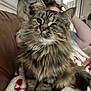 Florrie is registered to the contest to win money with this photo: animal, blanket, cat, couch, cute, domestic, ears, eyes, fluffy, fur, furniture, hand, indoor, living_room, person, pet, relaxed, remote_control, tabby, whiskers