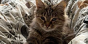 Florrie is registered to the contest to win money with this photo: animal, bed, blanket, cat, comfort, cozy, cute, fur, furry, home, indoor, kitten, patterned, paws, pet, relaxed, resting, sleepy, tabby, whiskers