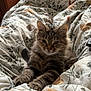 animal, bed, blanket, cat, comfort, cozy, cute, fur, furry, home, indoor, kitten, patterned, paws, pet, relaxed, resting, sleepy, tabby, whiskers