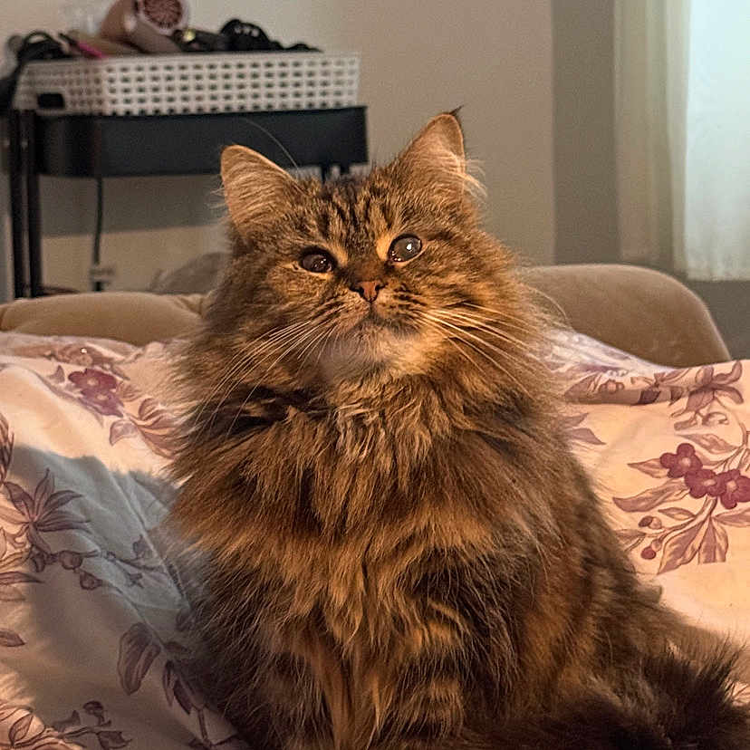 Florrie joined the competition — help win amazing prizes! animal, bed, blanket, cat, cozy, curtain, cute, feline, fluffy, fur, home, indoor, living_room, mammal, pet, portrait, relaxed, seated, tabby, window