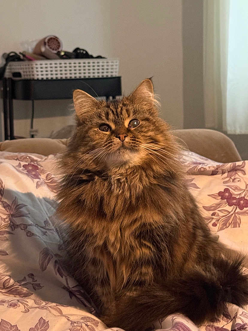 Florrie joined the competition — help win amazing prizes! animal, bed, blanket, cat, cozy, curtain, cute, feline, fluffy, fur, home, indoor, living_room, mammal, pet, portrait, relaxed, seated, tabby, window