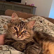 Florrie joined the competition — help win amazing prizes! animal, bed, blanket, cat, closeup, cozy, cute, domestic, feline, fluffy, fur, home, indoor, mammal, paw, pet, relaxed, resting, sleepy, tabby