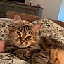 animal, bed, blanket, cat, closeup, cozy, cute, domestic, feline, fluffy, fur, home, indoor, mammal, paw, pet, relaxed, resting, sleepy, tabby
