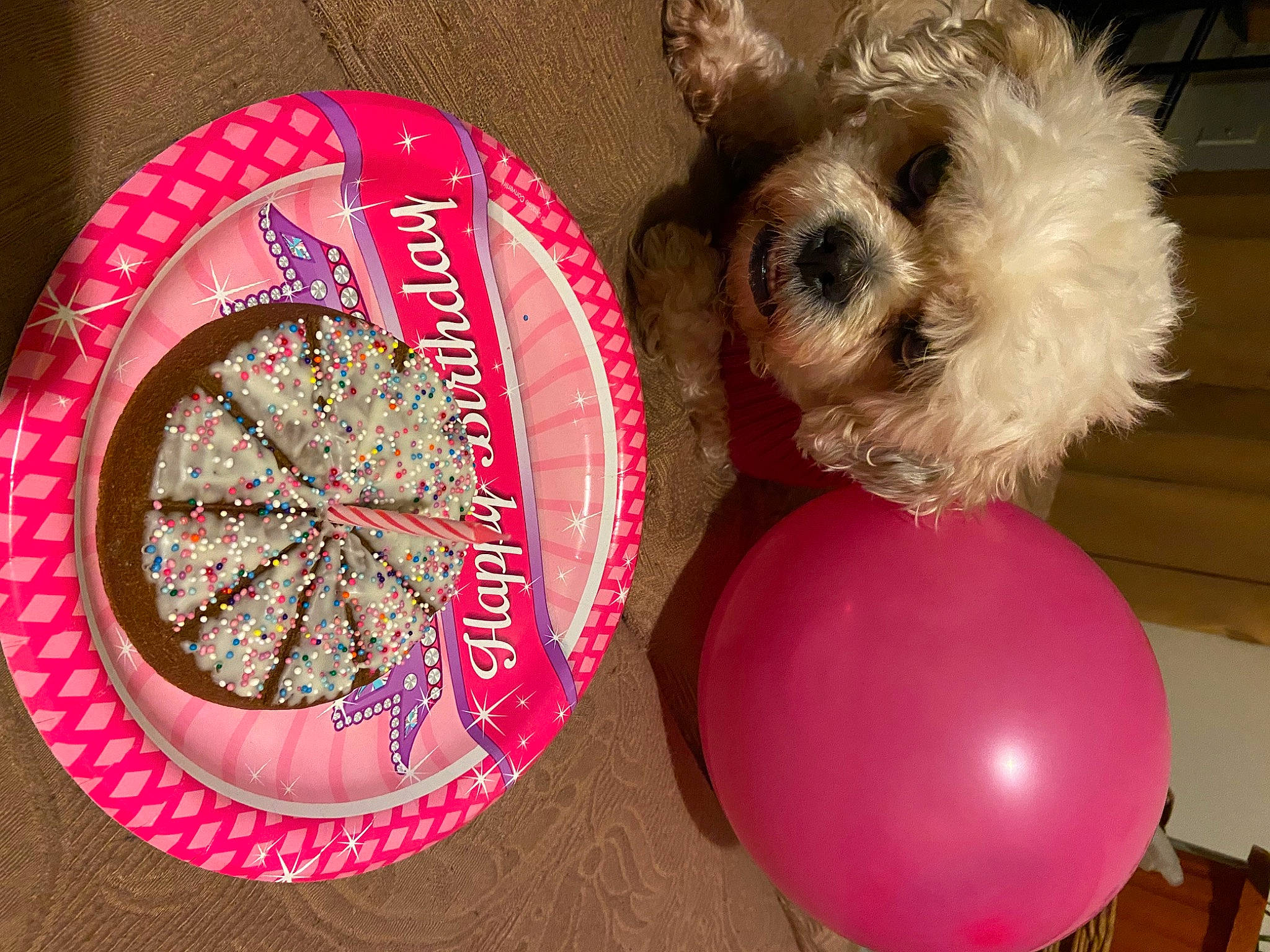 Sasha is registered to the contest to win money with this photo: canidae, carnivore, circle, companion_dog, dishware, dog, dog_breed, dog_clothes, dog_supply, liver, pet_supply, platter, serveware, small_terrier, sporting_group, tableware, terrier, toy, toy_dog, working_animal