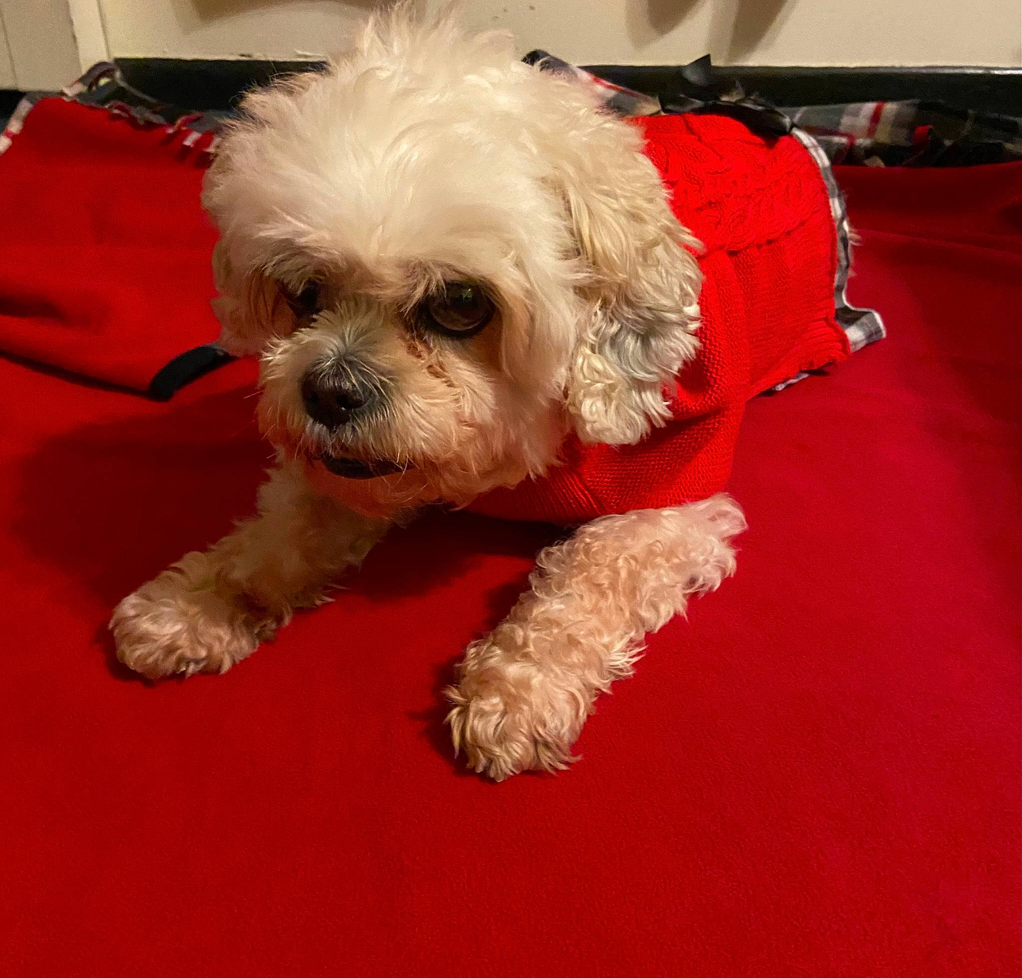 Sasha is registered to the contest to win money with this photo: canidae, carnivore, companion_dog, dog, dog_breed, dog_clothes, dog_supply, fur, liver, mal_shi, pet_supply, poodle_crossbreed, shih_poo, shih_tzu, small_terrier, snout, sporting_group, terrier, toy_dog, working_animal