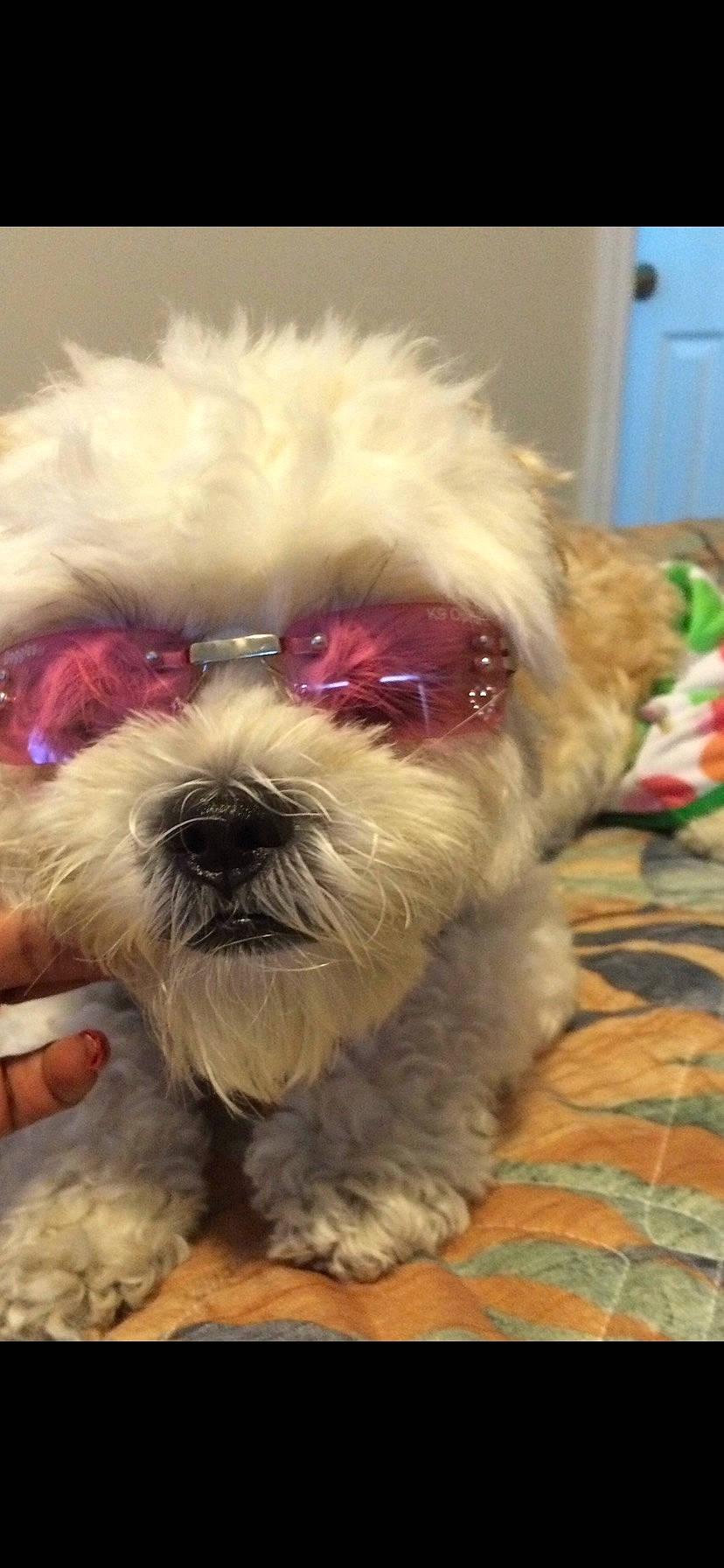 Sasha joined the competition — help win amazing prizes! canidae, carnivore, companion_dog, dog, dog_breed, dog_collar, door, eyewear, flooring, fur, liver, mal_shi, maltepoo, non_sporting_group, small_terrier, snout, sporting_group, terrier, toy_dog, working_animal