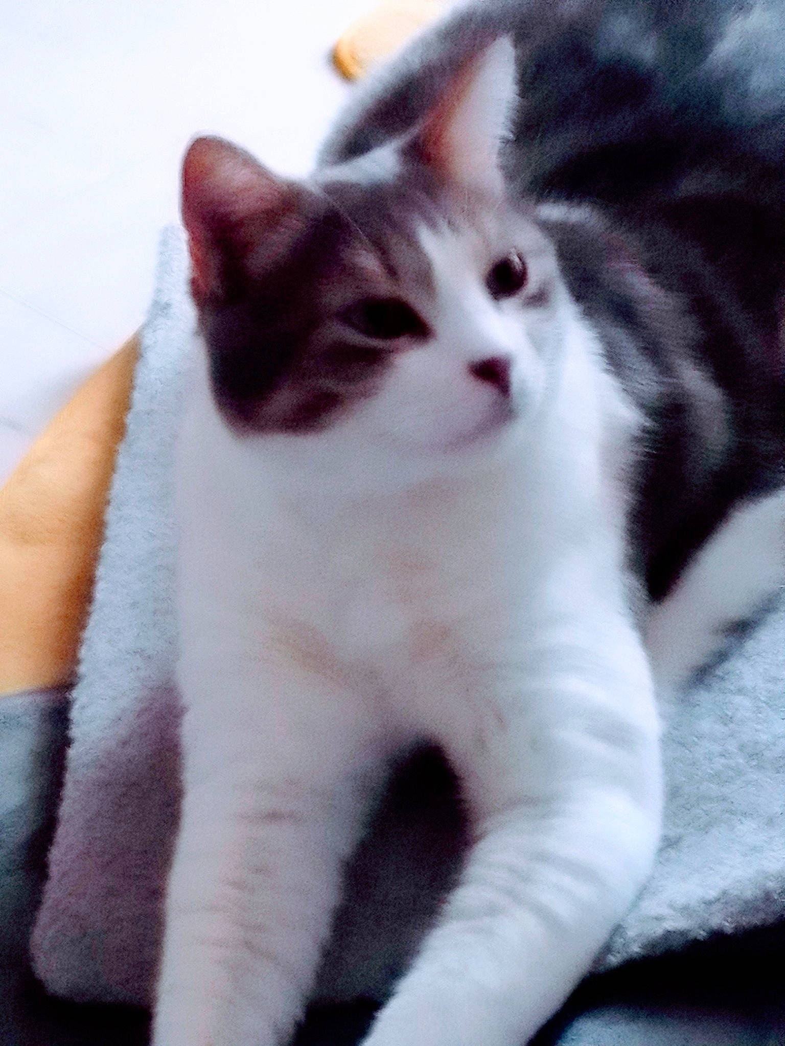 Mistral Gagnant a rejoint le concours — aidez-le/la à gagner de superbes lots ! carnivore, cat, domestic_short_haired_cat, felidae, fur, paw, small_to_medium_sized_cats, snout, tail, terrestrial_animal, whiskers