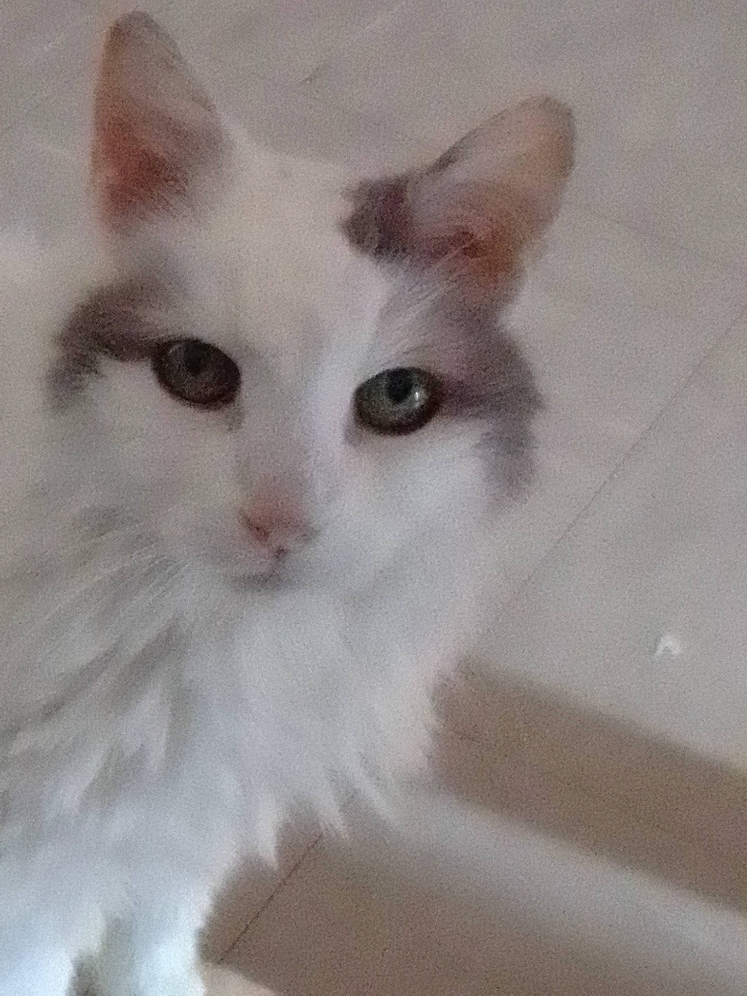 Blanche participe au concours pour gagner de l'argent avec cette photo : carnivore, cat, domestic_short_haired_cat, felidae, fur, no_expression, small_to_medium_sized_cats, snout, whiskers, window