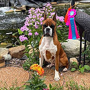 Phoenix joined the competition — help win amazing prizes! dog, boxer, flower, garden, pond, ribbon, statue, plant, rock, nature, outdoor, pet, animal, competition, award, greenery, bush, leaf, water, sitting