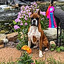 dog, boxer, flower, garden, pond, ribbon, statue, plant, rock, nature, outdoor, pet, animal, competition, award, greenery, bush, leaf, water, sitting