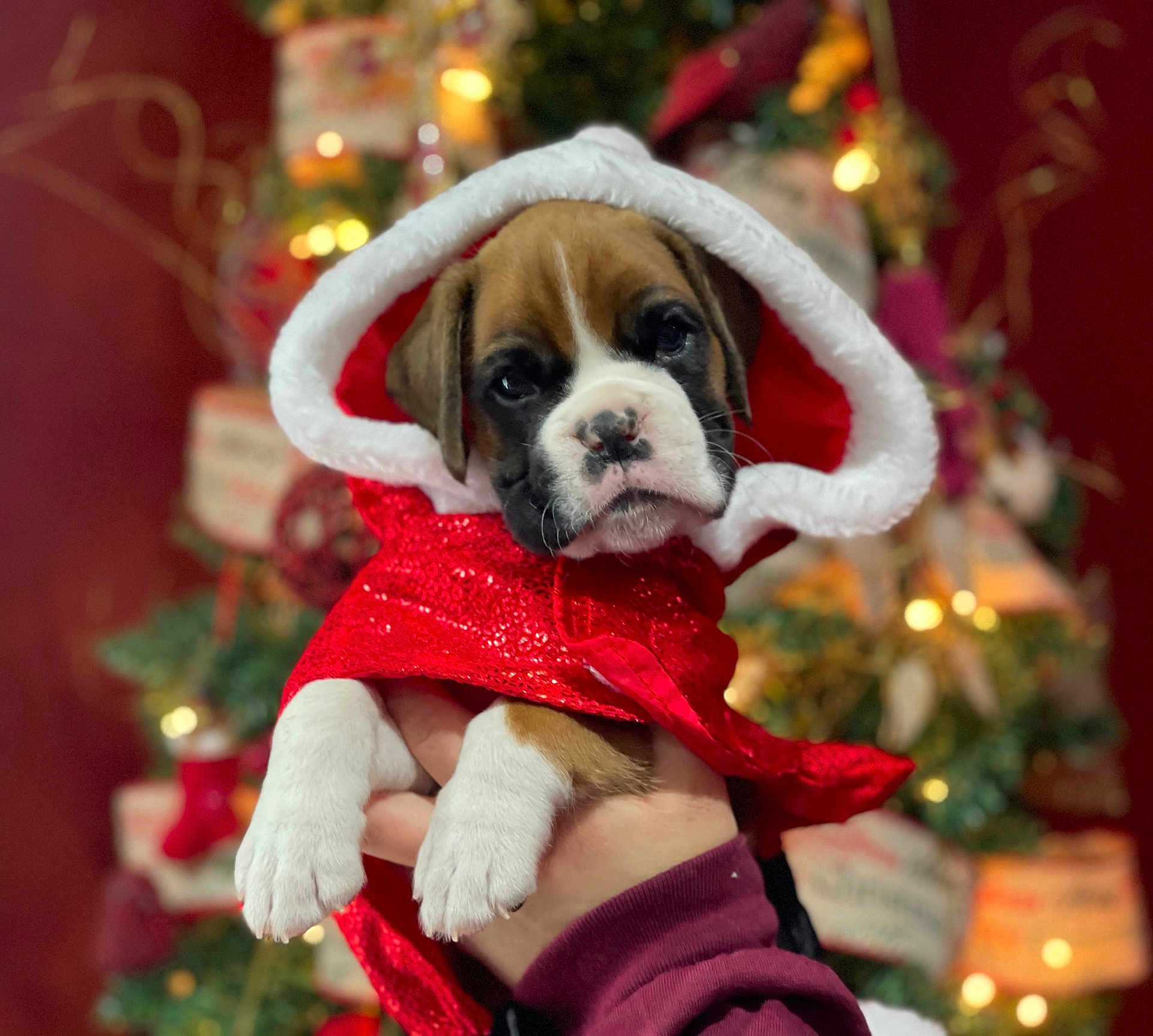 Phoenix joined the competition — help win amazing prizes! puppy, dog, costume, red, cape, holiday, christmas, decorations, tree, lights, festive, cute, pet, animal, hand, portrait, indoors, celebration, seasonal, warm