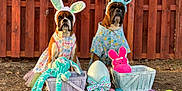 Phoenix is registered to the contest to win money with this photo: dog, boxer, bunny_ears, costume, easter, outdoor, fence, plush_toy, easter_egg, basket, brown_dog, festive, holiday, grass, pet, animal, cute, spring, playful, portrait