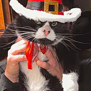 Nibble joined the competition — help win amazing prizes! cat, black_and_white_cat, pet, animal, hat, red_hat, white_fur, black_fur, whiskers, pink_nose, indoor, hands, human_hands, holding, costume, holiday_hat, portrait, close_up, feline, domestic_animal